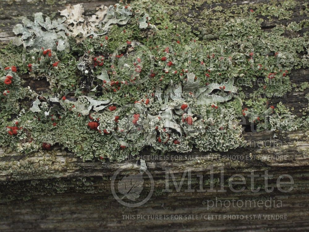 Cladonia cristatella (British soldiers’ lichen) 2