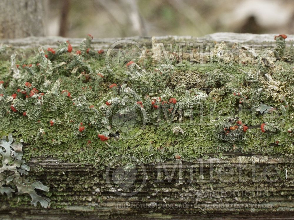 Cladonia cristatella (British soldiers’ lichen) 3