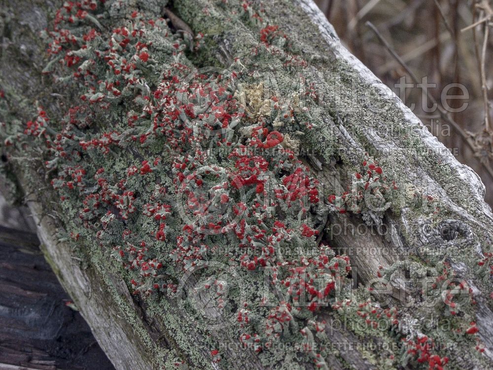 Cladonia cristatella (British soldiers’ lichen) 4