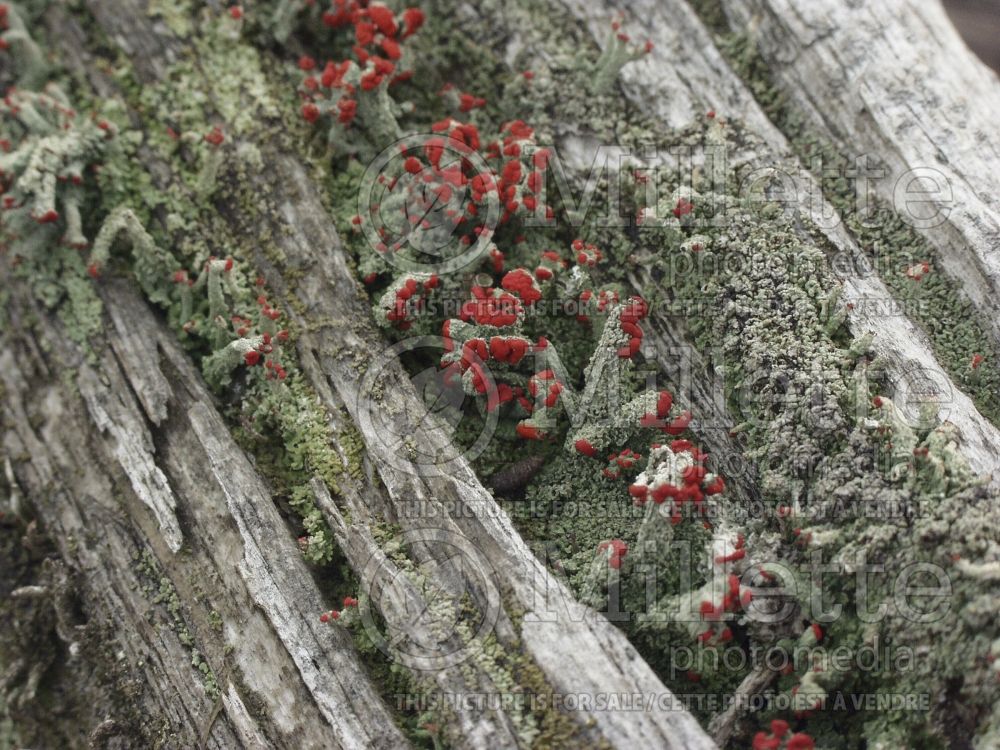 Cladonia cristatella (British soldiers’ lichen) 5