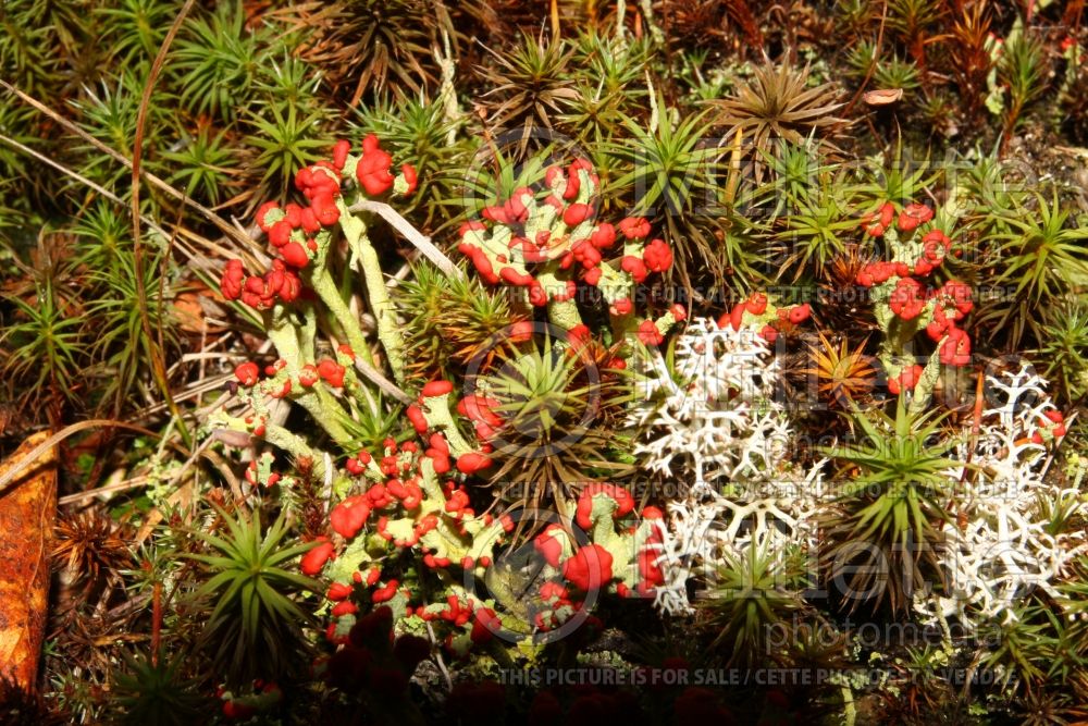 Cladonia cristatella (British soldiers’ lichen) 6