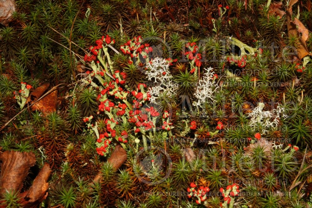 Cladonia cristatella (British soldiers’ lichen) 7