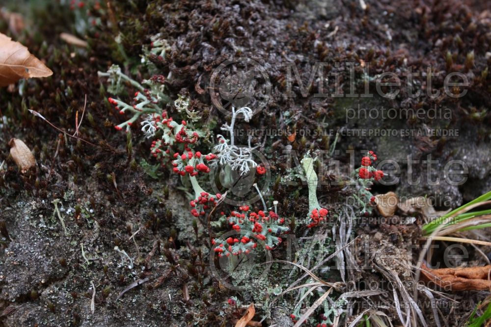 Cladonia cristatella (British soldiers’ lichen) 8