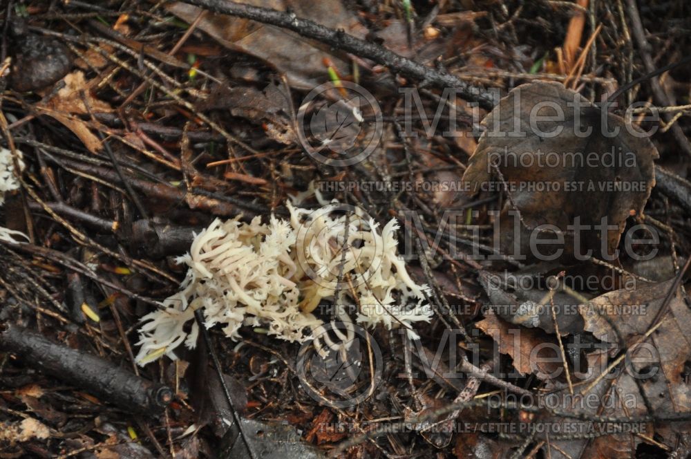 Cladonia species (reindeer cup lichen) 9