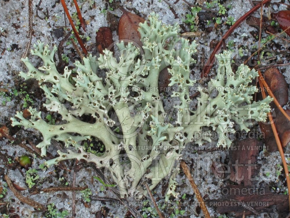 Cladonia perforata (rosemary scrub lichen) 1