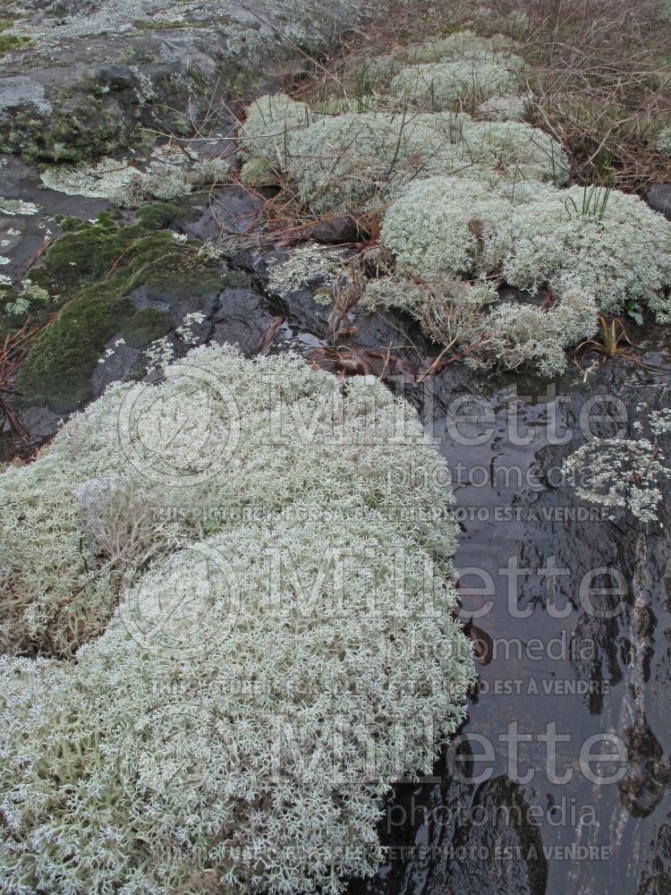 Cladonia rangiferina (reindeer cup lichen) 1