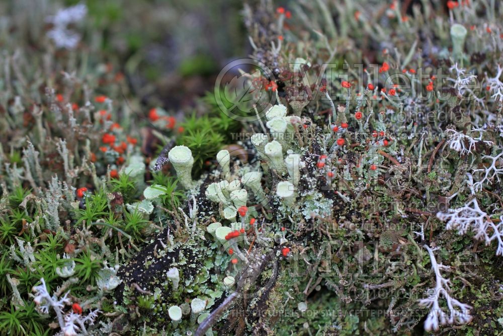 Cladonia species (reindeer cup lichen) 12