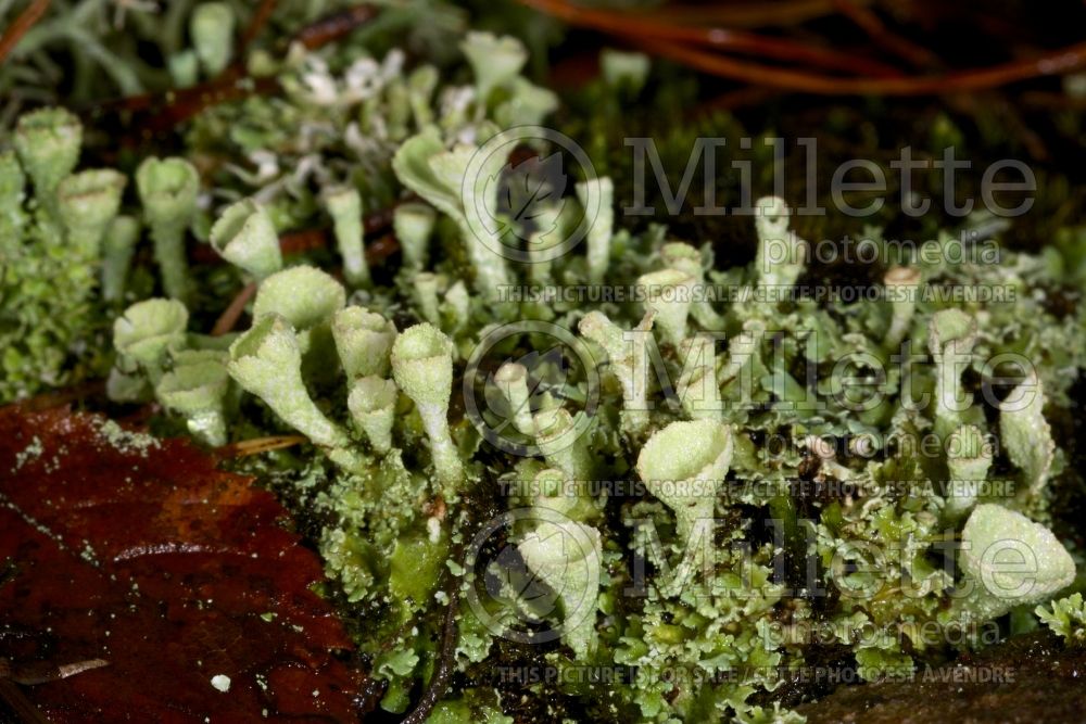 Cladonia species (reindeer cup lichen) 4