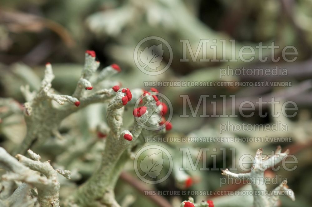 Cladonia species (reindeer cup lichen) 5