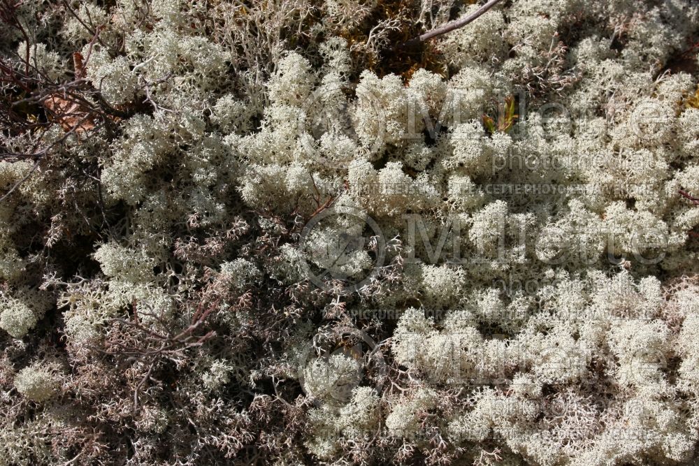 Cladonia stellaris (star-tipped cup lichen) 2 