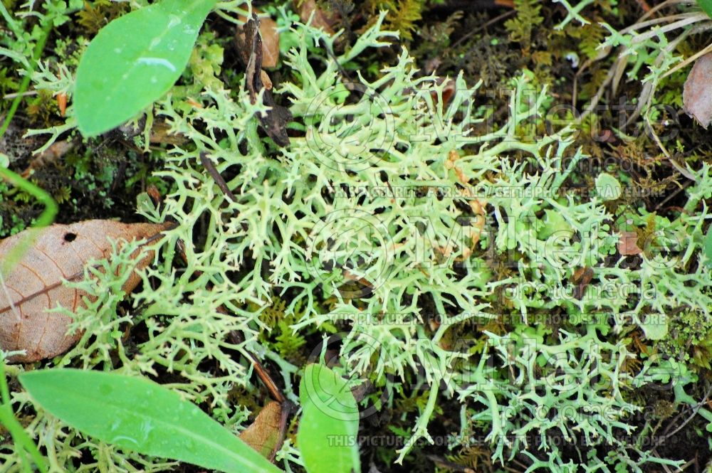 Cladonia species (reindeer cup lichen) 10