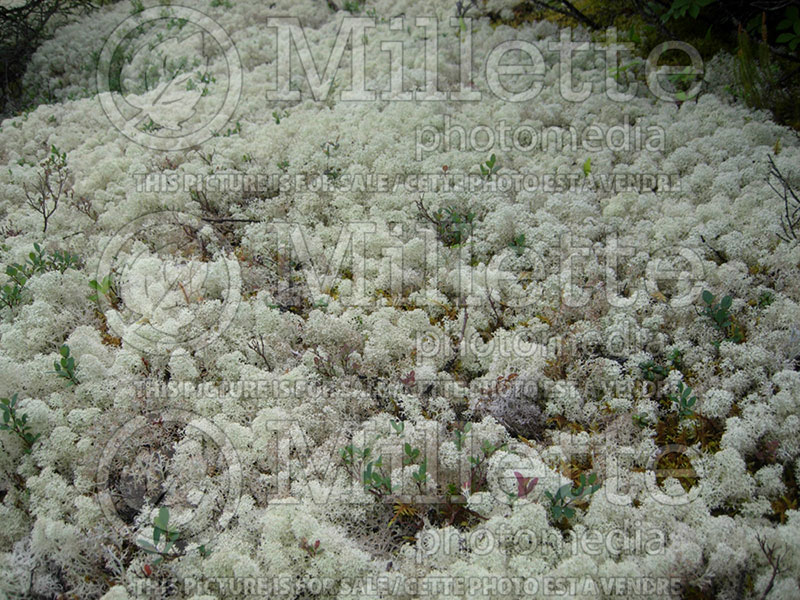 Cladonia stellaris (star-tipped cup lichen) 1 