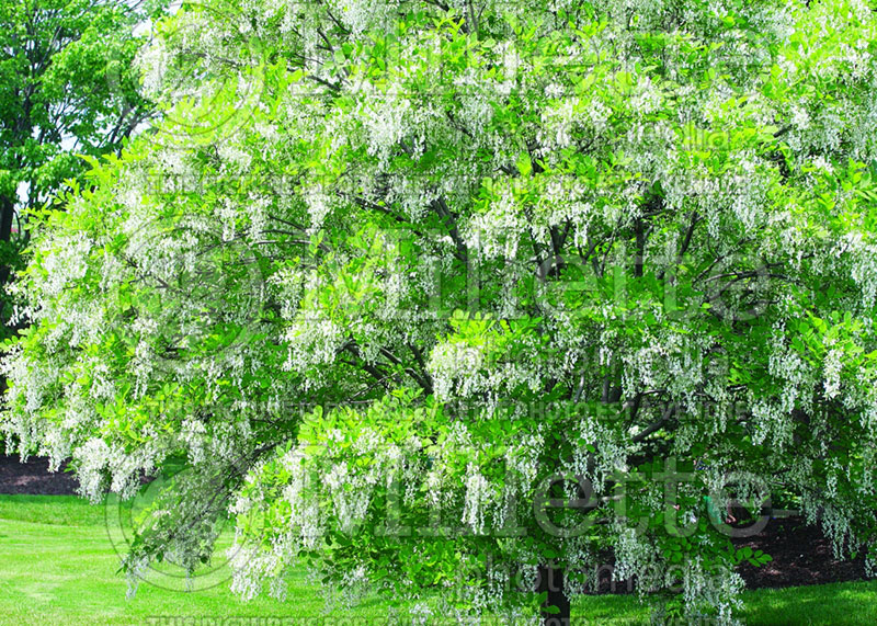 Cladrastis kentukea aka lutea (yellowwood) 5