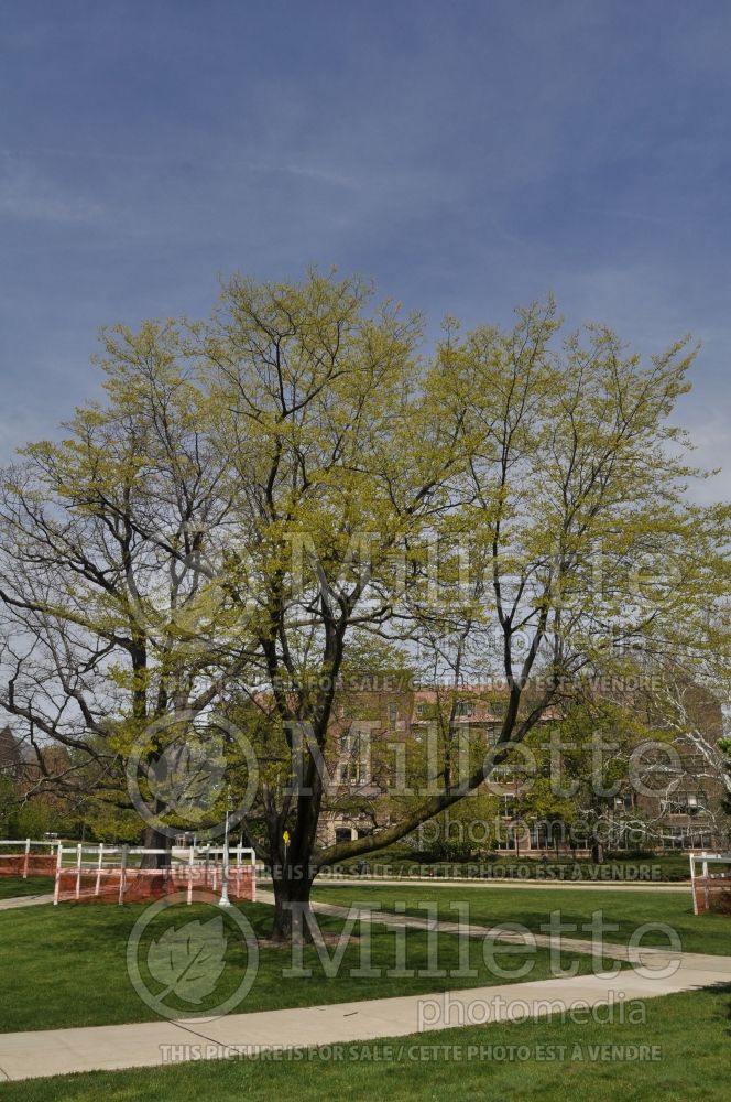 Cladrastis kentukea aka lutea (yellowwood) 8  