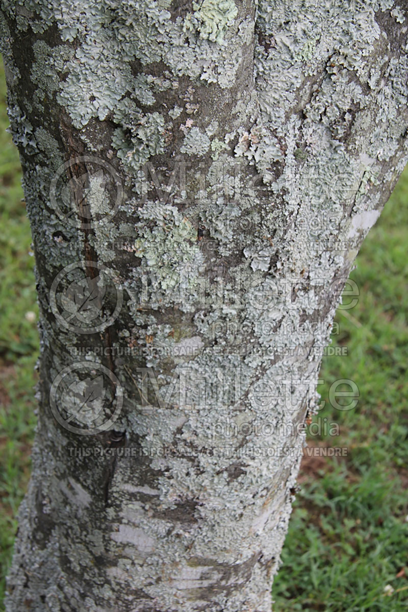 Cladrastis kentukea aka lutea (yellowwood) 7  