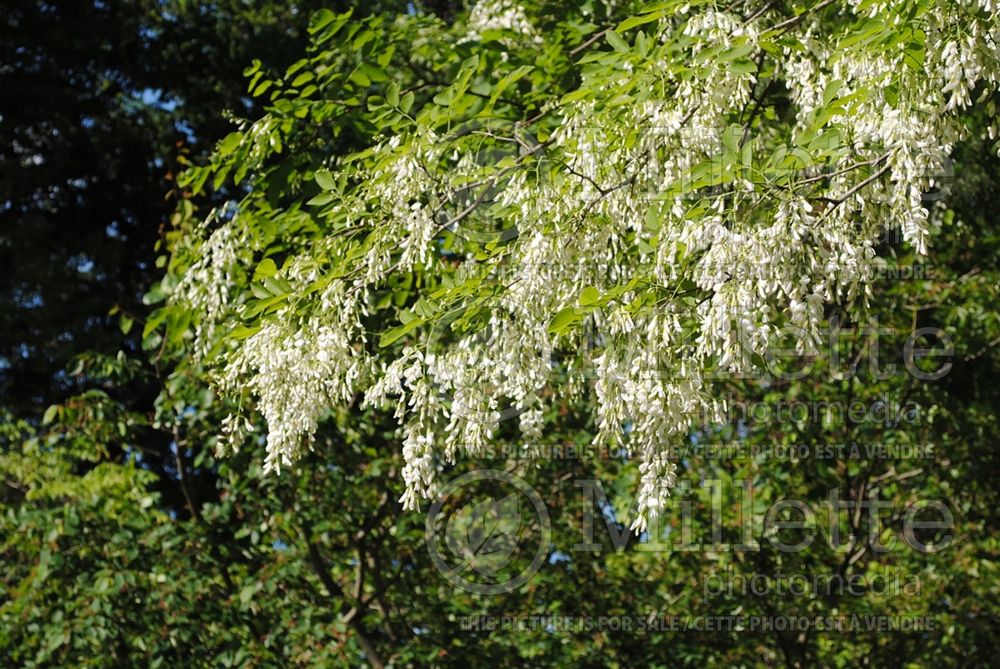 Cladrastis kentukea aka lutea (yellowwood) 10  