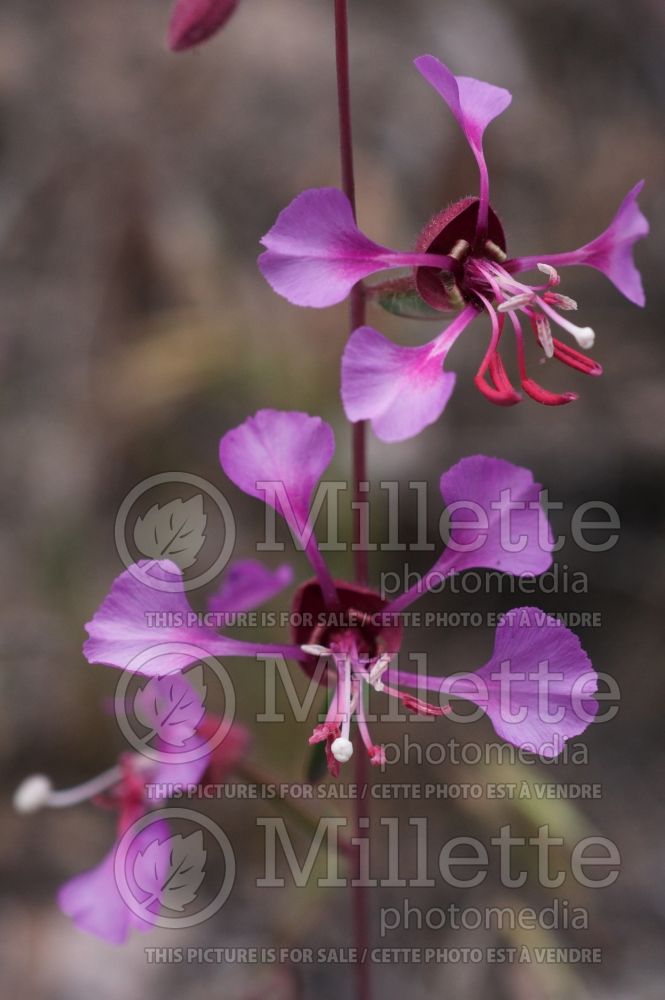 Clarkia unguiculata (Elegant clarkia) 1 