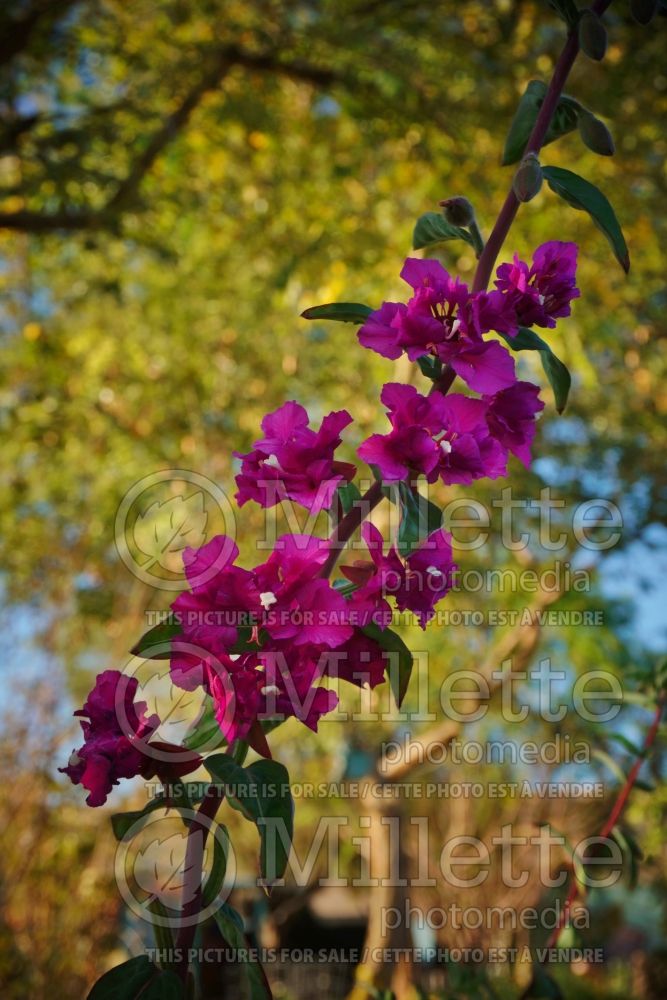 Clarkia unguiculata (Elegant clarkia) 2 