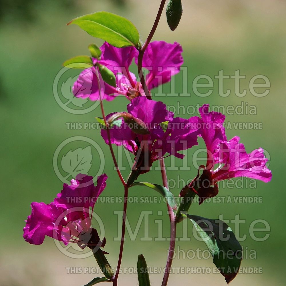 Clarkia unguiculata (Elegant clarkia) 3