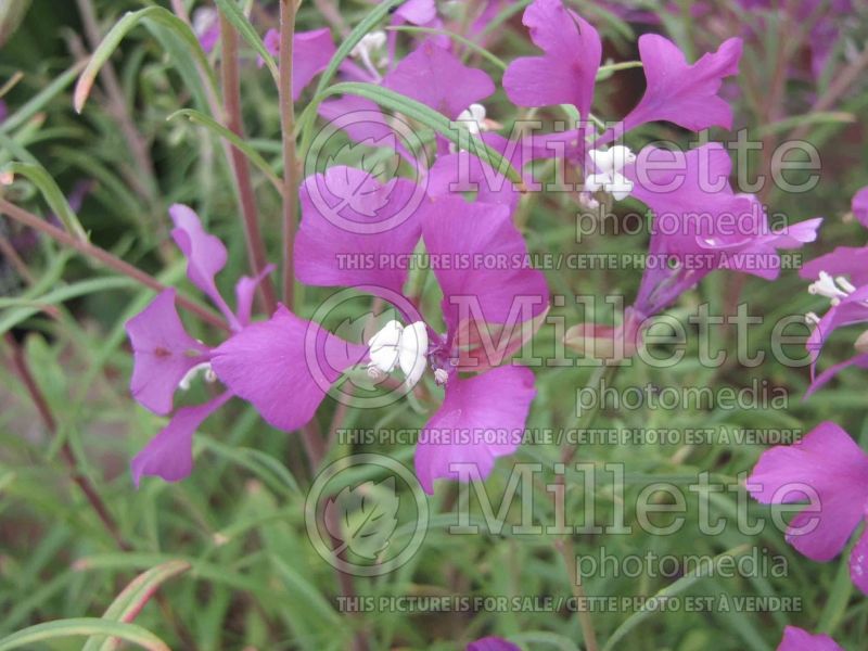 Clarkia pulchella (Ragged Robin) 1 