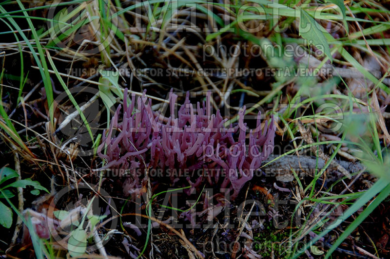 Clavulina amethystina (Purple Coral) (Poisonous mushroom) 1 