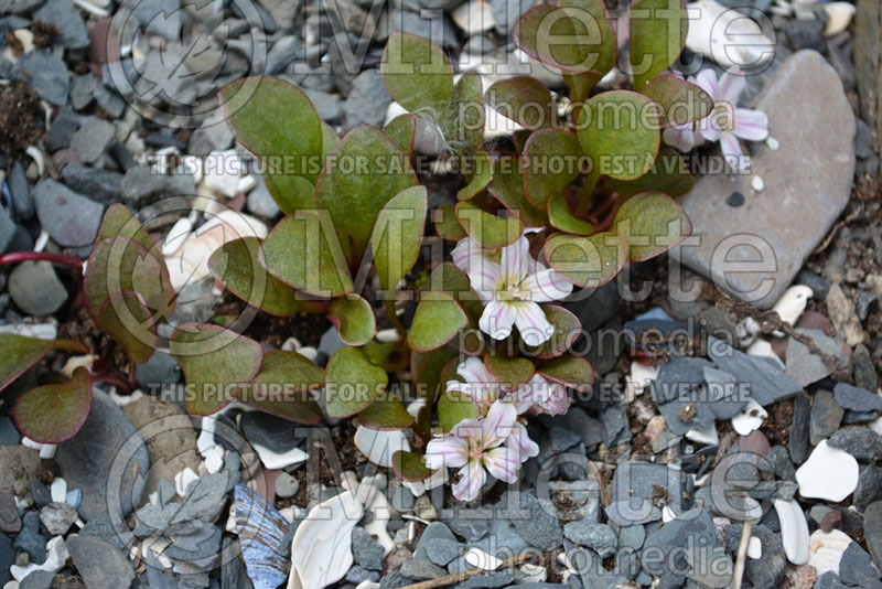 Claytonia nevadensis or Montia nevadensis (Sierra Spring Beauty) 1  