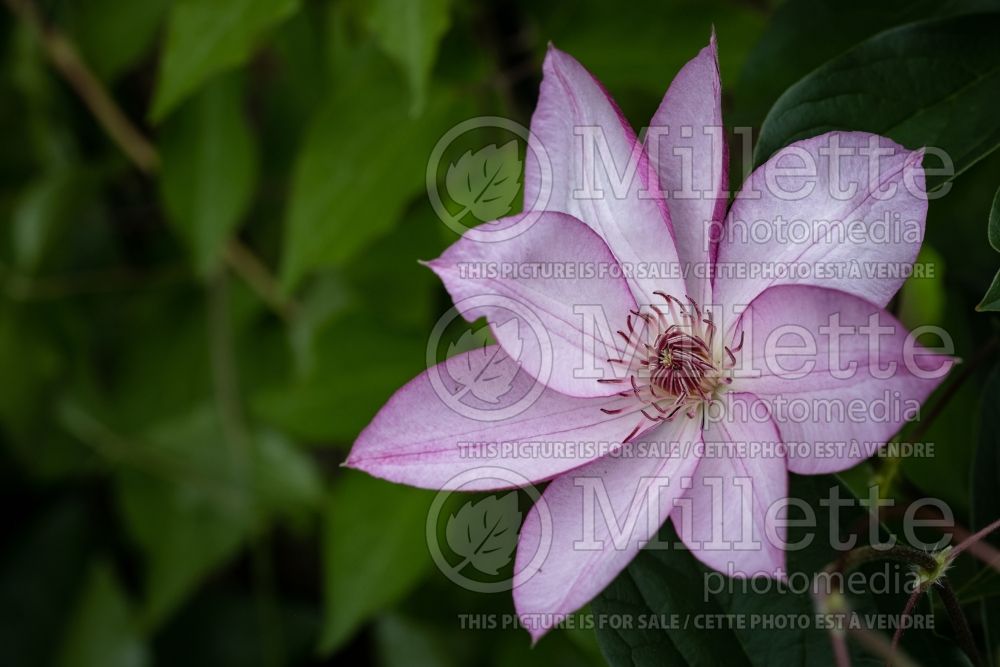 Clematis Omoshiro (Clematis) 3 