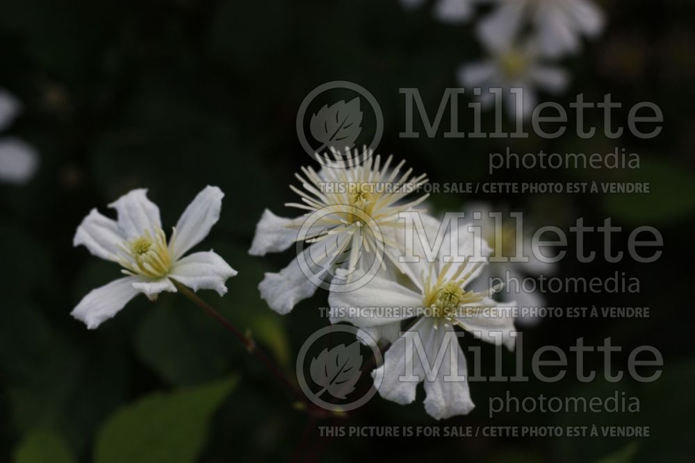 Clematis Paul Farges aka Summer Snow (Clematis) 5 
