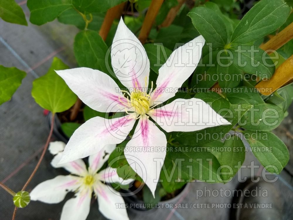 Clematis Andromeda (Clematis) 2