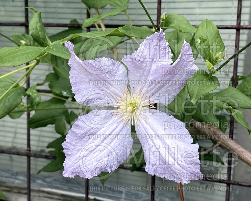 Clematis Blue Angel aka Blekitny Aniol (Clematis) 8