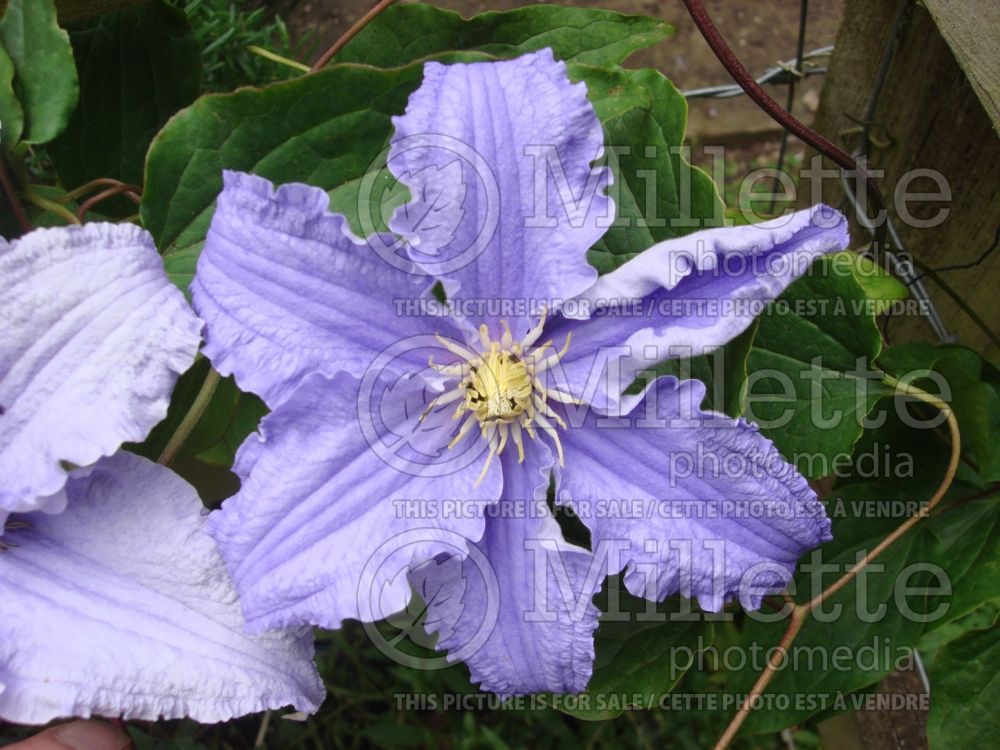 Clematis Blue Angel aka Blekitny Aniol (Clematis) 7