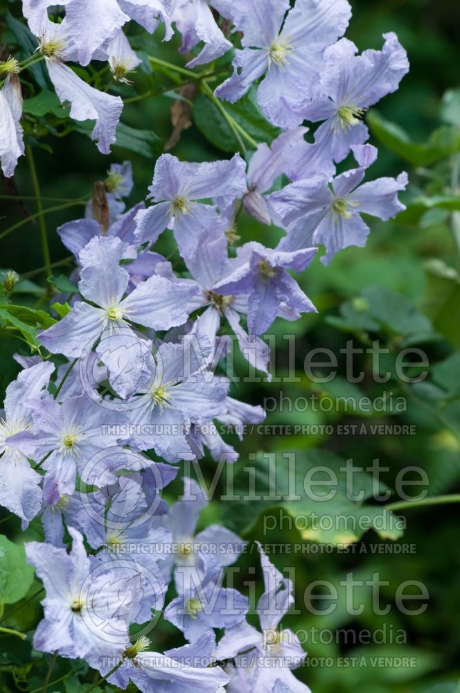 Clematis Blue Angel aka Blekitny Aniol (Clematis) 9