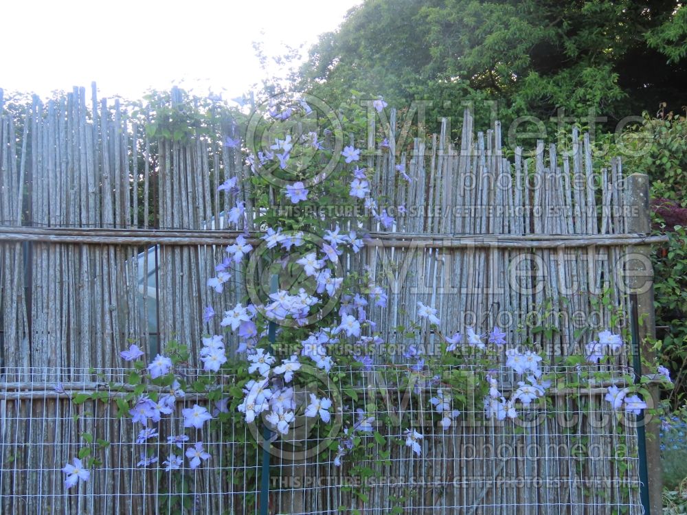 Clematis Blue Angel aka Blekitny Aniol (Clematis) 6