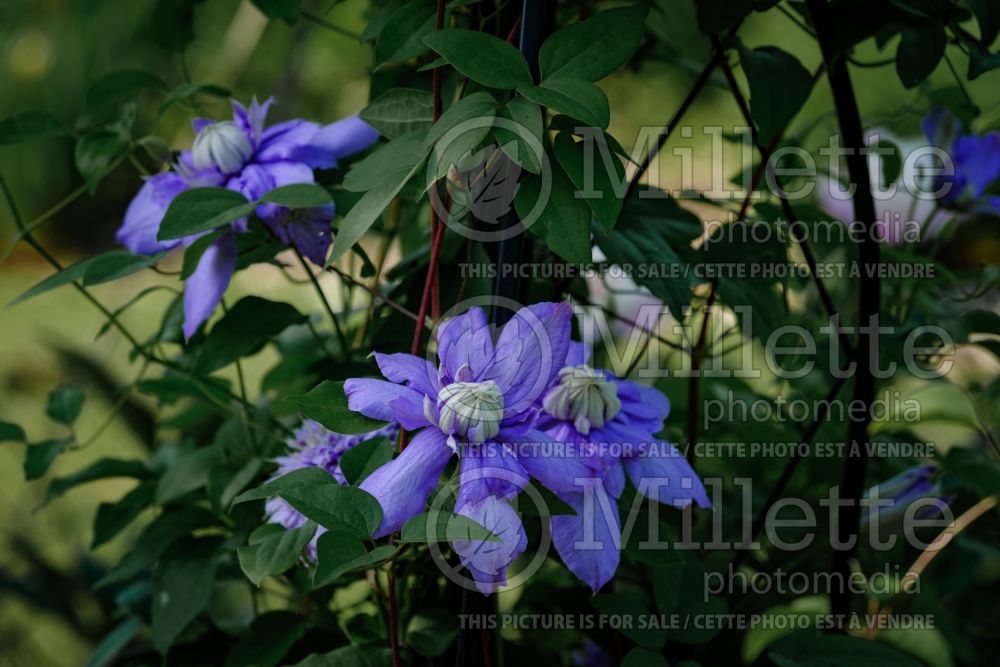 Clematis Blue Light (Clematis) 5 