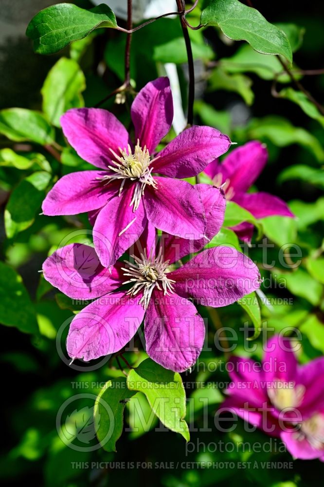 Clematis Boulevard Acropolis (Clematis) 2 