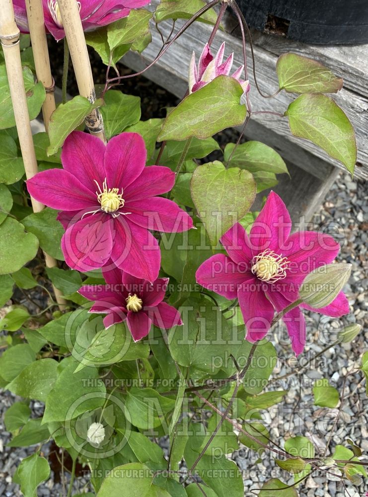 Clematis Boulevard Acropolis (Clematis) 1 