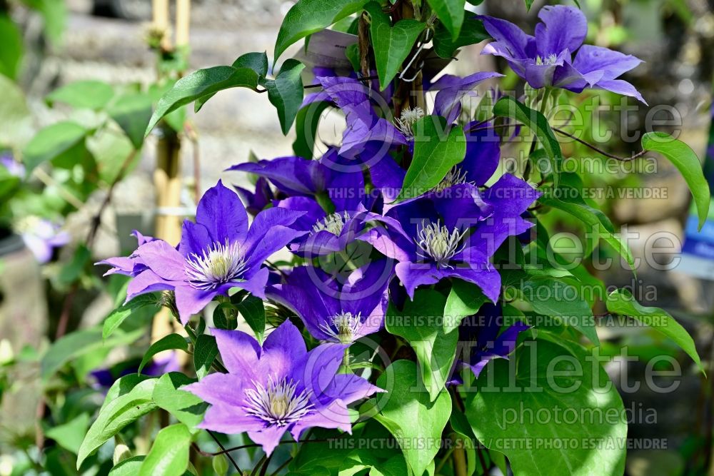 Clematis Boulevard Olympia (Clematis) 1 