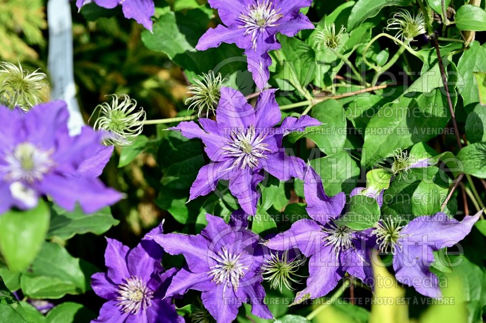 Clematis Boulevard Sacha (Clematis) 1 