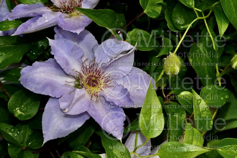 Clematis Boulevard Tranquilite (Clematis) 1 