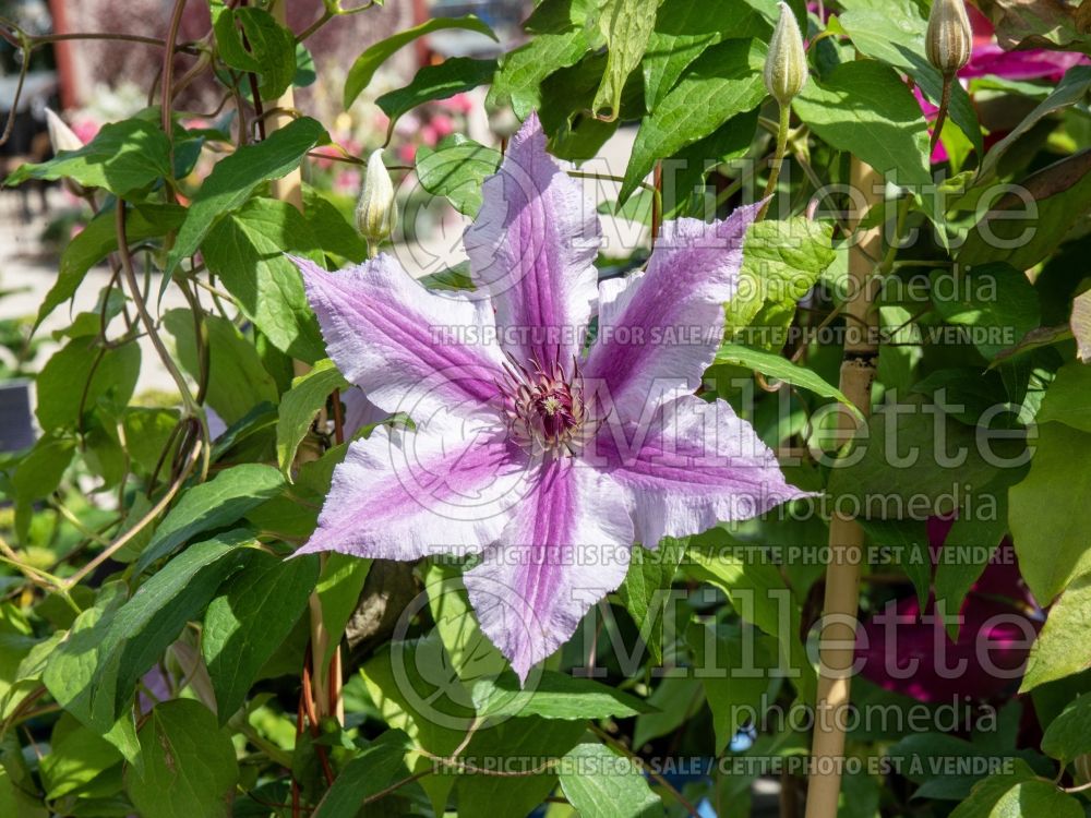 Clematis Boulevard Cherokee (Clematis) 1 