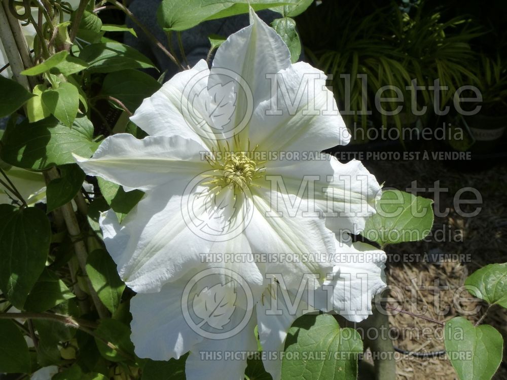 Clematis Guernsey Cream (Clematis) 1 