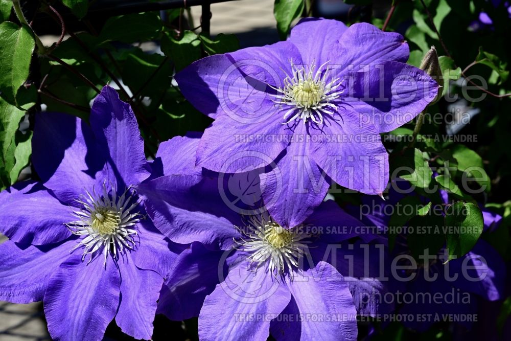 Clematis H. F. Young (Clematis) 5 