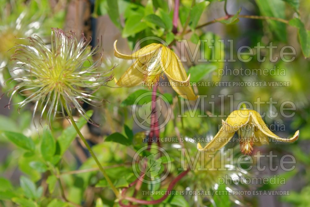 Clematis Helios (Clematis) 5 