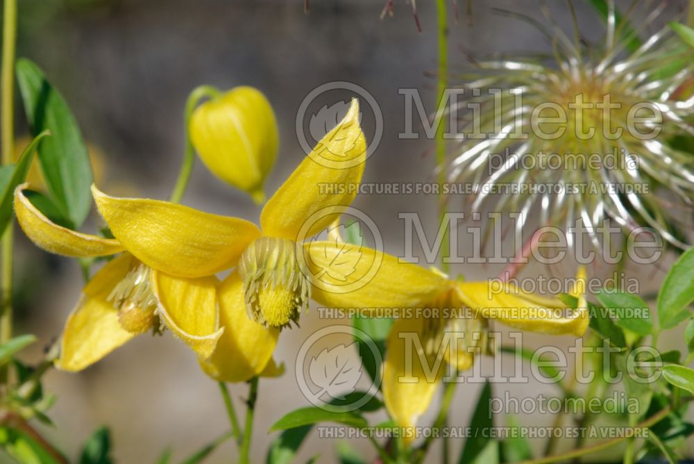 Clematis Helios (Clematis) 6 