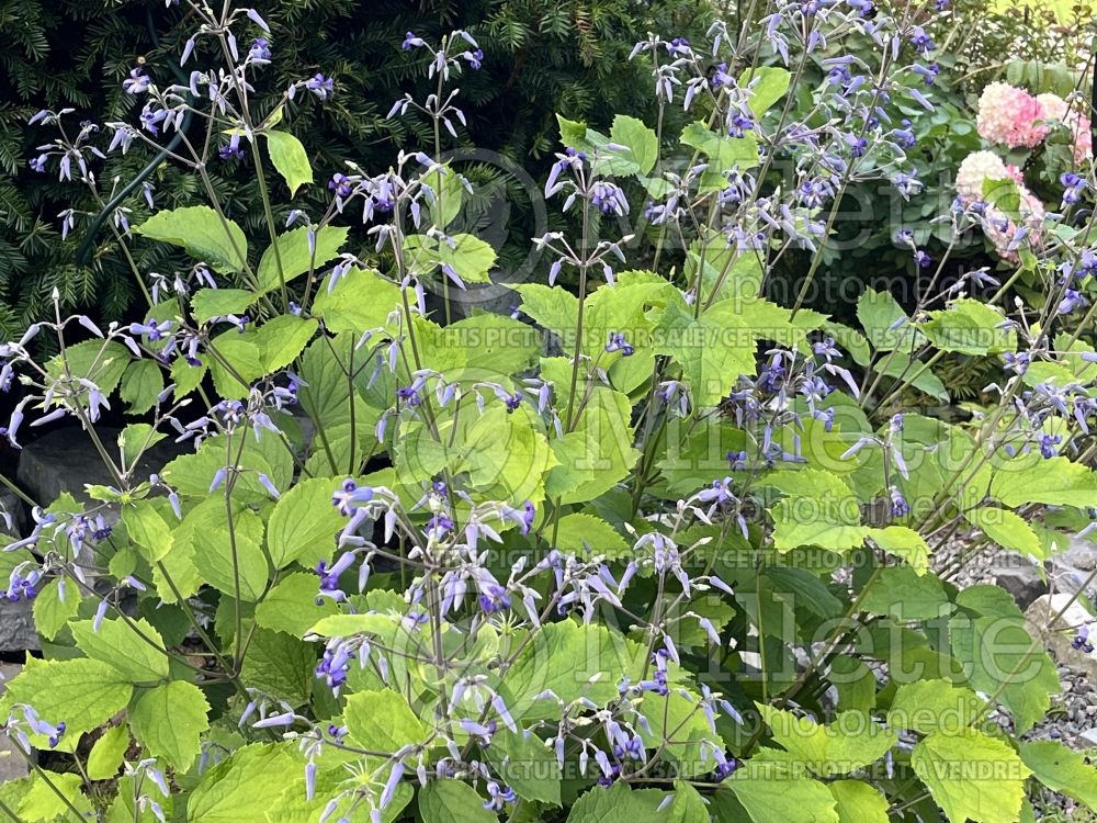 Clematis China Purple (Clematis) 4 