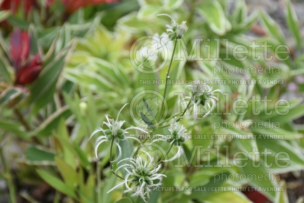 Clematis Mongolian Snowflakes (Clematis) 2 