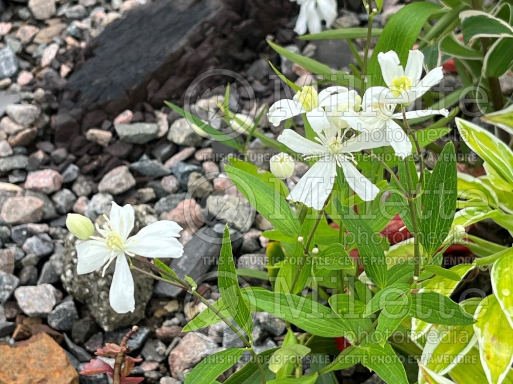 Clematis Mongolian Snowflakes (Clematis) 3 
