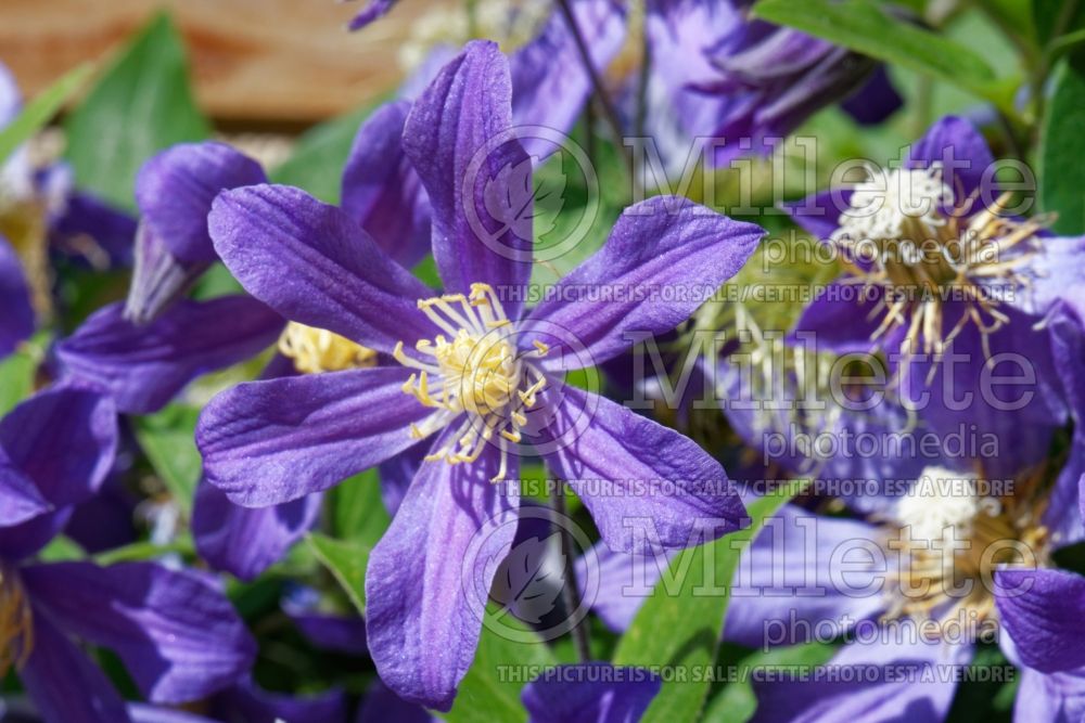 Clematis Juuli (Clematis) 1 