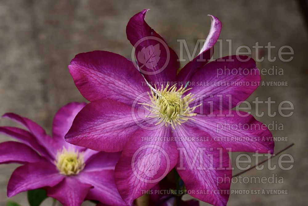 Clematis Kakio aka Pink Champagne (Clematis) 3 