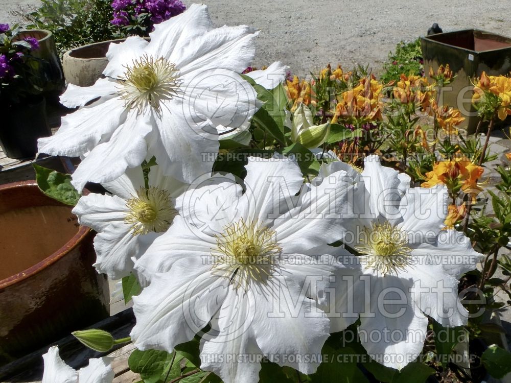 Clematis Candida (Clematis) 4 